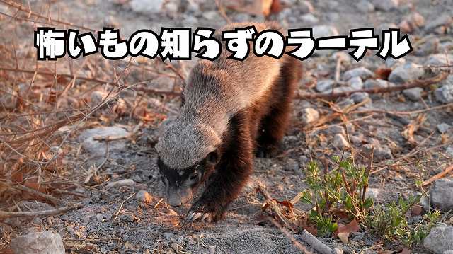 動物のラーテルの画像
