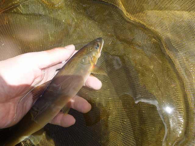 釣れた鮎の画像