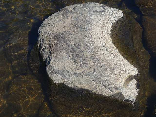 鮎の食み痕の画像