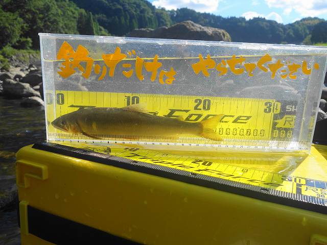 釣れた鮎の画像
